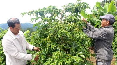 Giá cà phê hôm nay 11/5/2025: Giảm nhẹ cuối tuần