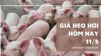 Giá heo hơi hôm nay 11/5: Miền Bắc bật tăng, miền Nam vẫn giữ...