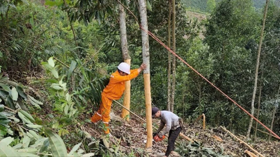 Bao Thang Electricity ensures safety of power grid corridor during cinnamon harvest season