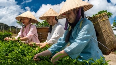 VIDEO: Một thoáng hương trà B'lao