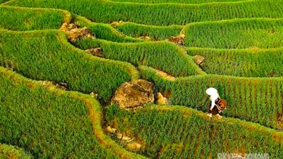 Fall in love with the green color of young rice season in Pu Luong