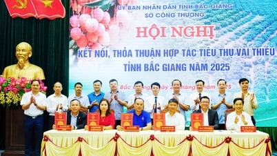 Bac Giang: Diversifying consumption channels, bringing lychee far and wide