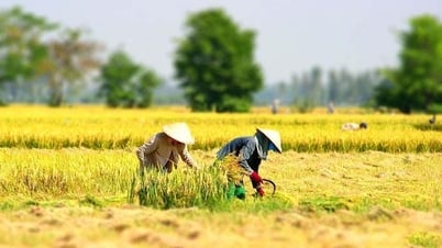 Mẹ và mùa gặt