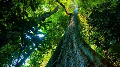  Mê cung xanh rừng Sác