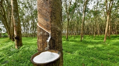 Rubber price today May 11: Ending a volatile trading week...