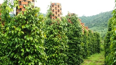 Giá tiêu hôm nay 11/5/2025: Giảm sâu trong nước