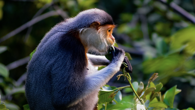 Go to Son Tra peninsula in the changing season, watch the 'primate queen' foraging for food