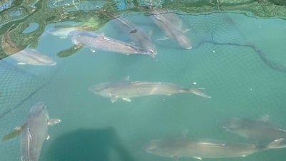 Le secret qui a aidé le Vietnam à produire avec succès la première race de poisson rouge-orange au monde