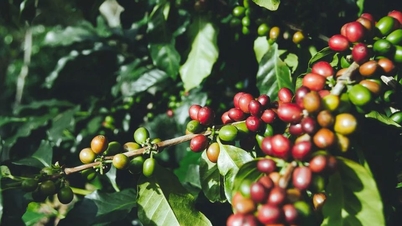 Prix ​​des produits agricoles au 12 mai : les prix du café et du poivre restent stables
