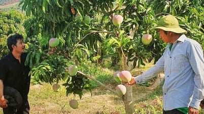 Los mangos australianos en Cam Lam tienen una caída de precio sin precedentes, los agricultores 'cuelgan sus huertos' y no quieren cosechar