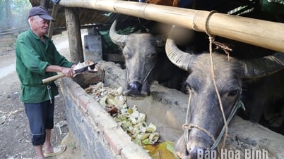 Khai thác lợi thế đồi rừng phát triển chăn nuôi