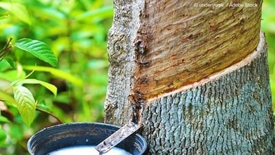 Kautschukpreis heute, 12. Mai: Fortsetzung der positiven Entwicklung
