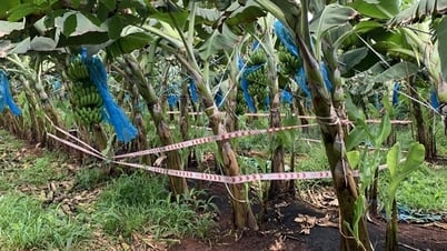 Enquête sur le cas d'un nouveau-né en décomposition retrouvé dans un sac en tissu noir