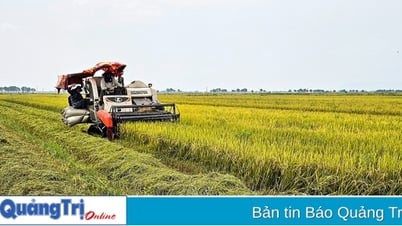 Lúa vụ đông xuân năng suất giảm, giá thấp