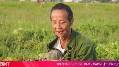 Rộn ràng mùa dưa ở Việt Tiến