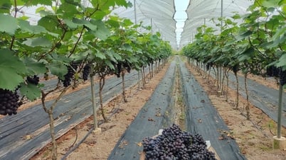 Außerordentlicher Professor, Dr. Dao The Anh: Für Landwirte ist Technologie ein Mittel, Produktqualität ist das Ziel.