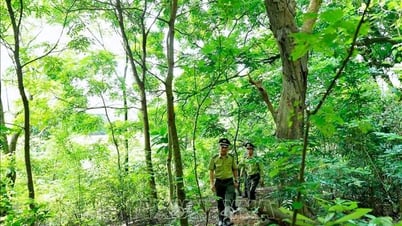 Hiệu quả chính sách hỗ trợ đầu tư, khoán, bảo vệ rừng