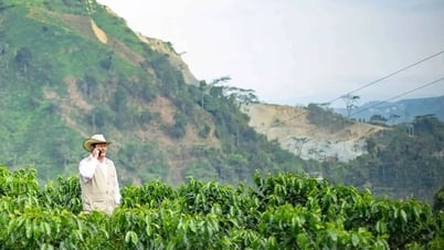 Giá cà phê hôm nay 12/5/2025: Giảm nhẹ tuần qua