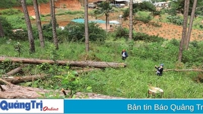 Xử lý 14 vụ vi phạm pháp luật về lâm nghiệp trong 4 tháng đầu năm