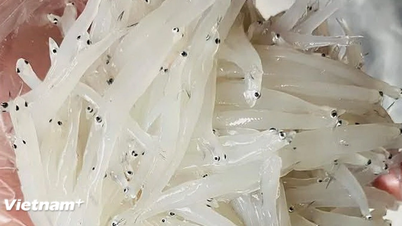 Наступил сезон анчоусов, давайте отправимся на кухню и приготовим 4 вкуснейших блюда из этого продукта.