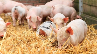 Prix ​​du porc au 12 mai 2025 : Légère baisse dans les régions du Sud et du Centre-Sud