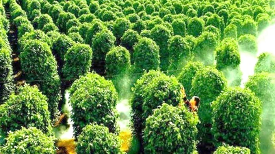 Pepper export turnover increased by 45%