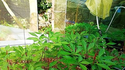 Nam Trà My có 20 hợp tác xã sản xuất, kinh doanh sâm Ngọc Linh và dược liệu