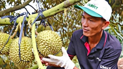 Besoin d'une stratégie de développement durable du durian