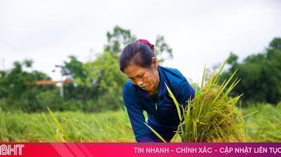 ស្រូវ "រស់ឡើងវិញ" យ៉ាងឆាប់រហ័សដែលធ្លាក់ចុះដោយសារខ្យល់និងភ្លៀង