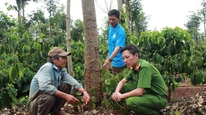 TP. Buôn Ma Thuột: Một hộ dân ở xã Hòa Thắng bị cắt 46 gốc tiêu