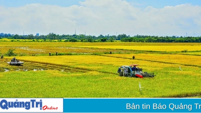 Phê duyệt 7.557,95 ha vùng quy hoạch trồng lúa có năng suất, chất lượng cao