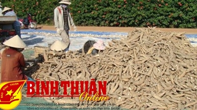 Hàm Tân: Người trồng thua lỗ bởi giá mì xuống thấp