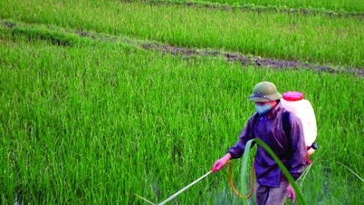 Fertilizer price on May 12: Urea fertilizer increased sharply