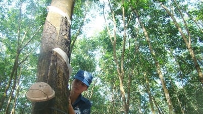 Rubber price today May 12: All increased at opening