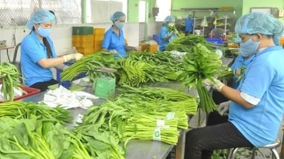 توحيد معايير الجودة للحفاظ على زخم النمو في صناعة إنتاج الخضروات الخضراء