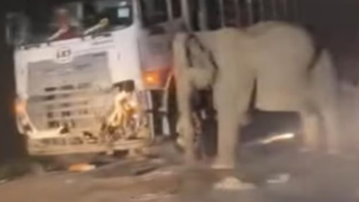 Un bébé éléphant a été tué par un camion, la mère éléphant a paniqué et a essayé de le sauver mais a refusé de partir