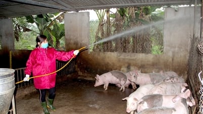 Nghệ An còn 53 ổ dịch tả lợn châu Phi chưa qua 21 ngày