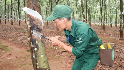 Dong Nai issued 3 decisions to reclaim land from Dong Nai Rubber Company.