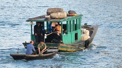 La ville d'Ha Long (Quang Ninh) capture des singes agressifs dans la rue