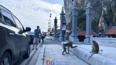 Xử lý tình trạng khỉ tiếp cận, trêu chọc du khách tại đền Bà Chúa, TP Hạ Long