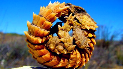 Los "dragones legendarios" resultan ser reales en la vida real, agradables a la vista.