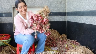 Developing organic onion growing areas - farmers "benefit"