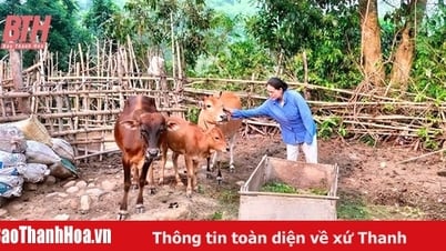 Modelo económico colectivo de las mujeres de Tam Thanh