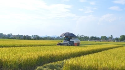 Les agriculteurs de Nghe An se précipitent pour récolter le riz de printemps et éviter les tempêtes