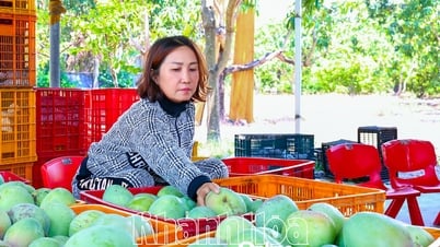 Xoài Úc… chờ giải cứu