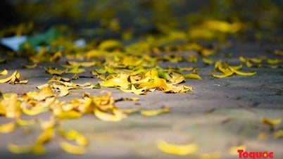 紅葉の季節には穏やかで美しいハノイがあります