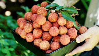 Increasing the value of lychee by applying technology