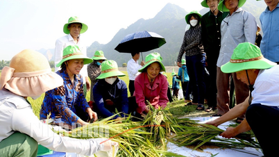 Đánh giá hiệu quả trình diễn giống lúa TBH 456 vụ Đông xuân 2024-2025 tại Gia Viễn