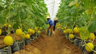 Continued exemption of land use tax creates momentum for sustainable agricultural development