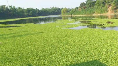 Sông Lục Nam nghi bị ô nhiễm nặng, cá chết hàng loạt bốc mùi hôi thối